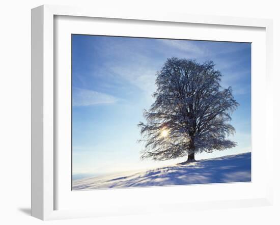 Copper Beech, Fagus Sylvatica, Snow-Covered, Back Light, Leafless-Herbert Kehrer-Framed Photographic Print