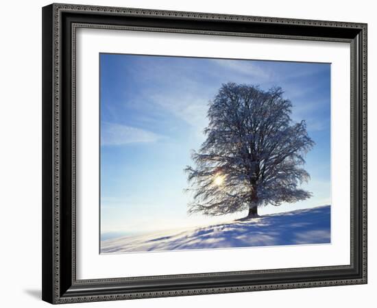 Copper Beech, Fagus Sylvatica, Snow-Covered, Back Light, Leafless-Herbert Kehrer-Framed Photographic Print