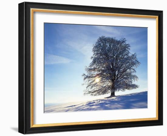 Copper Beech, Fagus Sylvatica, Snow-Covered, Back Light, Leafless-Herbert Kehrer-Framed Photographic Print