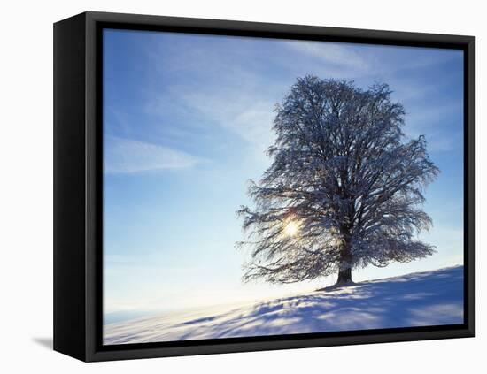 Copper Beech, Fagus Sylvatica, Snow-Covered, Back Light, Leafless-Herbert Kehrer-Framed Premier Image Canvas