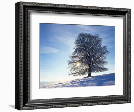 Copper Beech, Fagus Sylvatica, Snow-Covered, Back Light, Leafless-Herbert Kehrer-Framed Photographic Print