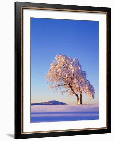 Copper Beech, Fagus Sylvatica, Snow-Covered, Morning Light, Leafless-Herbert Kehrer-Framed Photographic Print