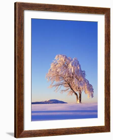 Copper Beech, Fagus Sylvatica, Snow-Covered, Morning Light, Leafless-Herbert Kehrer-Framed Photographic Print