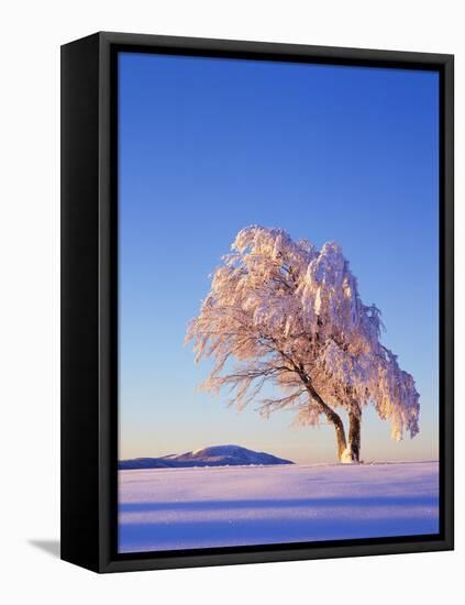 Copper Beech, Fagus Sylvatica, Snow-Covered, Morning Light, Leafless-Herbert Kehrer-Framed Premier Image Canvas