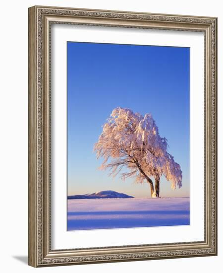 Copper Beech, Fagus Sylvatica, Snow-Covered, Morning Light, Leafless-Herbert Kehrer-Framed Photographic Print