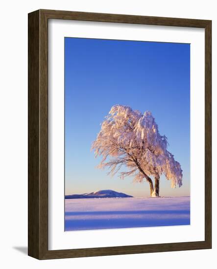 Copper Beech, Fagus Sylvatica, Snow-Covered, Morning Light, Leafless-Herbert Kehrer-Framed Photographic Print