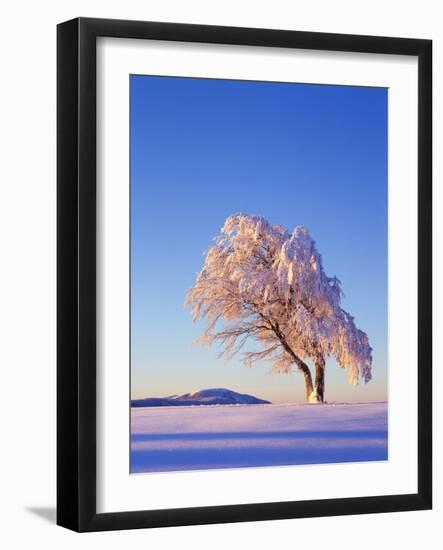 Copper Beech, Fagus Sylvatica, Snow-Covered, Morning Light, Leafless-Herbert Kehrer-Framed Photographic Print