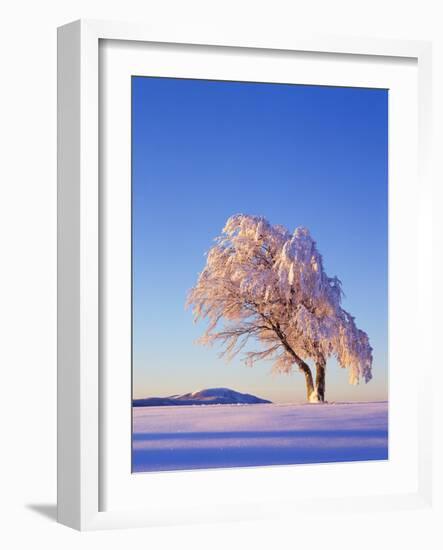 Copper Beech, Fagus Sylvatica, Snow-Covered, Morning Light, Leafless-Herbert Kehrer-Framed Photographic Print