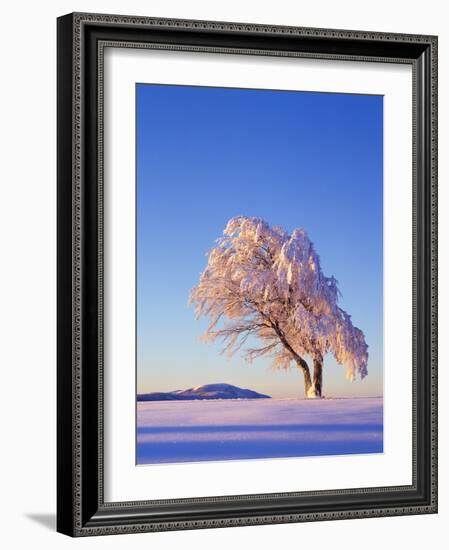 Copper Beech, Fagus Sylvatica, Snow-Covered, Morning Light, Leafless-Herbert Kehrer-Framed Photographic Print