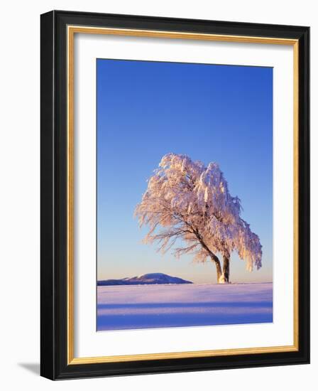 Copper Beech, Fagus Sylvatica, Snow-Covered, Morning Light, Leafless-Herbert Kehrer-Framed Photographic Print