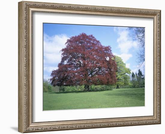 Copper Beech Tree, Croft Castle, Herefordshire, England, United Kingdom-David Hunter-Framed Photographic Print