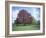 Copper Beech Tree, Croft Castle, Herefordshire, England, United Kingdom-David Hunter-Framed Photographic Print