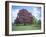 Copper Beech Tree, Croft Castle, Herefordshire, England, United Kingdom-David Hunter-Framed Photographic Print