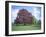 Copper Beech Tree, Croft Castle, Herefordshire, England, United Kingdom-David Hunter-Framed Photographic Print