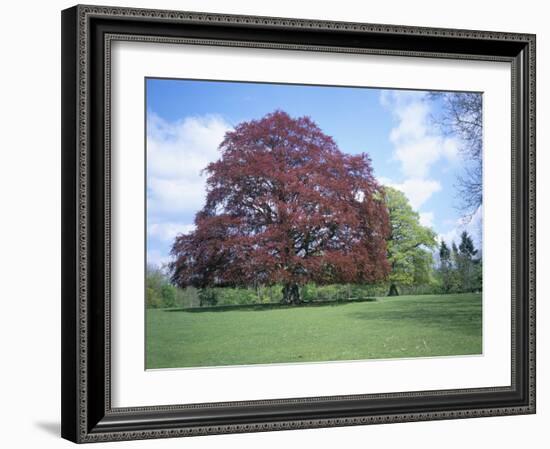 Copper Beech Tree, Croft Castle, Herefordshire, England, United Kingdom-David Hunter-Framed Photographic Print