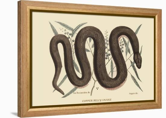 Copper Belly Snake-Mark Catesby-Framed Stretched Canvas