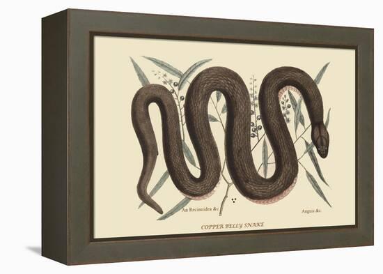 Copper Belly Snake-Mark Catesby-Framed Stretched Canvas