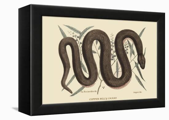 Copper Belly Snake-Mark Catesby-Framed Stretched Canvas