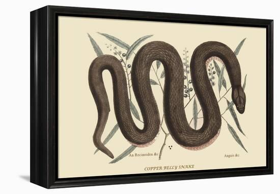 Copper Belly Snake-Mark Catesby-Framed Stretched Canvas