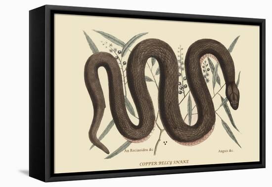 Copper Belly Snake-Mark Catesby-Framed Stretched Canvas