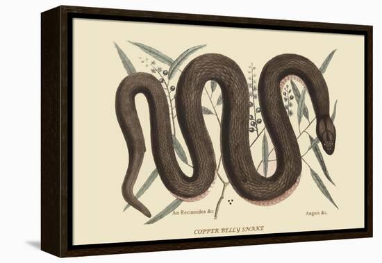 Copper Belly Snake-Mark Catesby-Framed Stretched Canvas