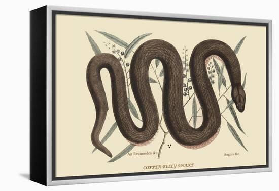 Copper Belly Snake-Mark Catesby-Framed Stretched Canvas