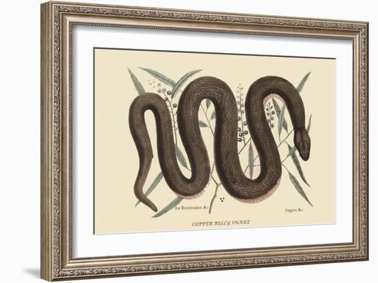 Copper Belly Snake-Mark Catesby-Framed Art Print