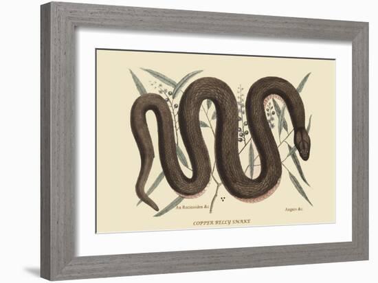 Copper Belly Snake-Mark Catesby-Framed Art Print