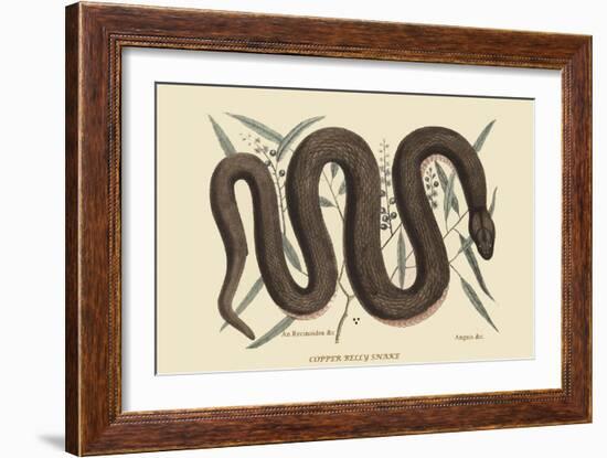 Copper Belly Snake-Mark Catesby-Framed Art Print