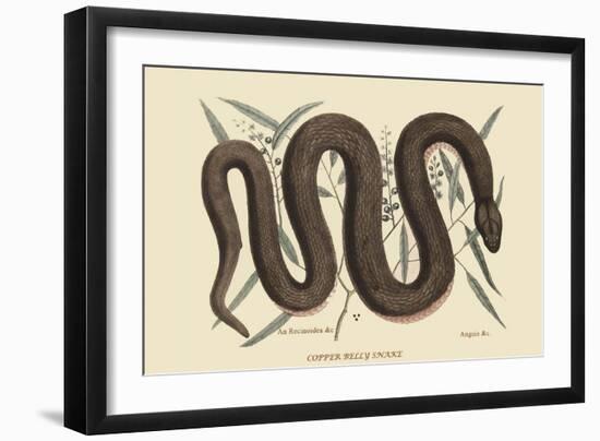 Copper Belly Snake-Mark Catesby-Framed Art Print