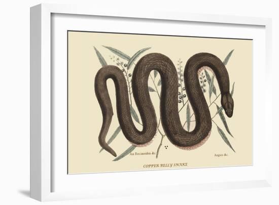 Copper Belly Snake-Mark Catesby-Framed Art Print