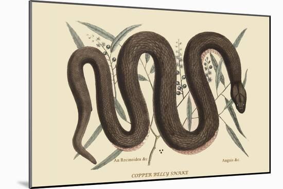 Copper Belly Snake-Mark Catesby-Mounted Art Print