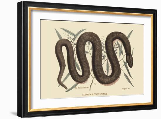 Copper Belly Snake-Mark Catesby-Framed Art Print