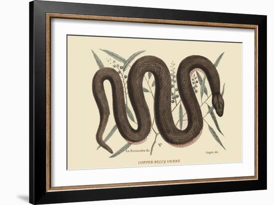 Copper Belly Snake-Mark Catesby-Framed Premium Giclee Print