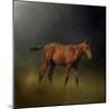 Copper Colt in the Moon Light-Jai Johnson-Mounted Giclee Print