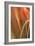 Copper Curves I-Karyn Millet-Framed Photographic Print