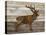 Copper Deer-Mark Chandon-Framed Stretched Canvas