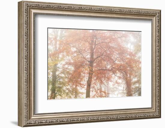 Copper Glory-Doug Chinnery-Framed Photographic Print