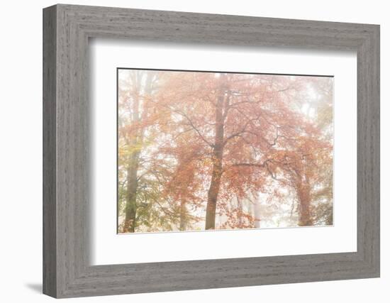 Copper Glory-Doug Chinnery-Framed Photographic Print