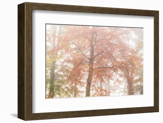 Copper Glory-Doug Chinnery-Framed Photographic Print