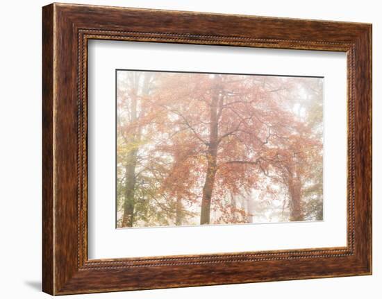 Copper Glory-Doug Chinnery-Framed Photographic Print