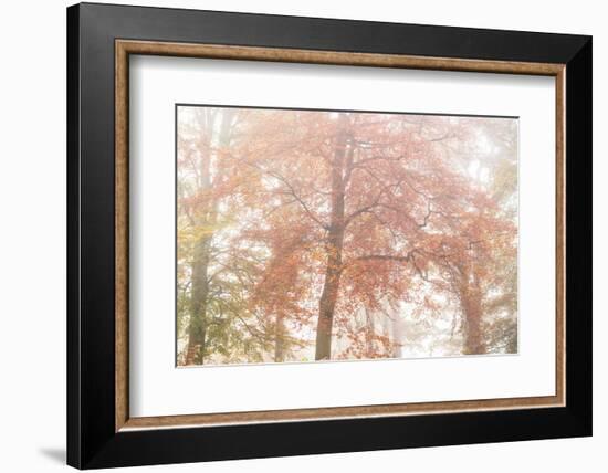 Copper Glory-Doug Chinnery-Framed Photographic Print