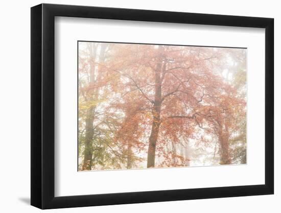 Copper Glory-Doug Chinnery-Framed Photographic Print