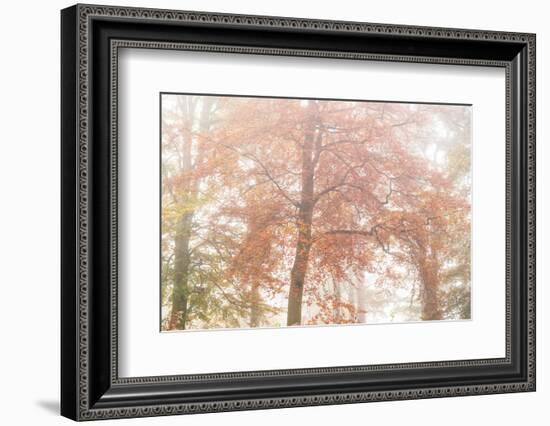 Copper Glory-Doug Chinnery-Framed Photographic Print