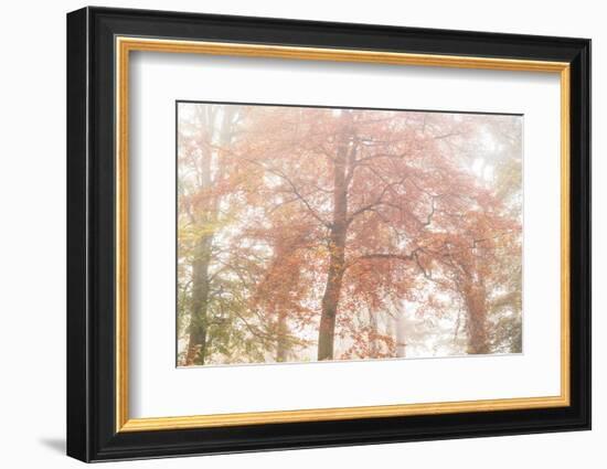 Copper Glory-Doug Chinnery-Framed Photographic Print