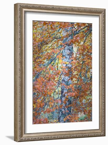 Copper Mist-Doug Chinnery-Framed Photographic Print