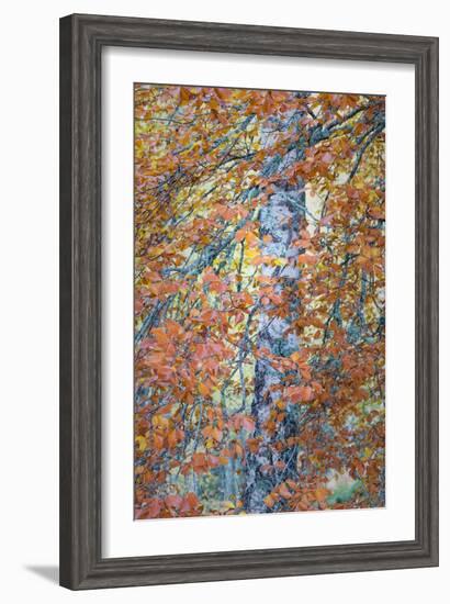 Copper Mist-Doug Chinnery-Framed Photographic Print