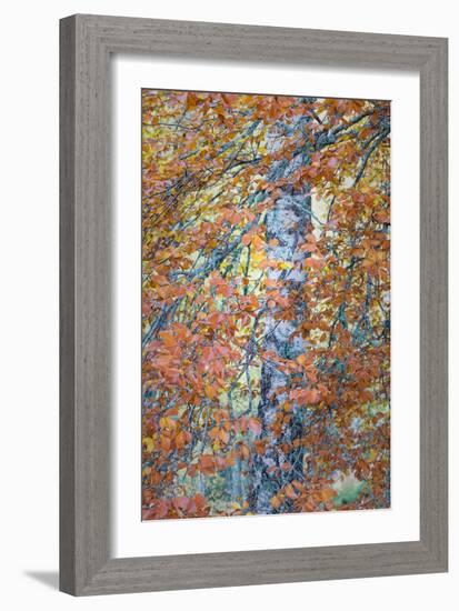 Copper Mist-Doug Chinnery-Framed Photographic Print