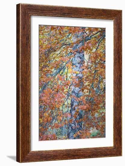 Copper Mist-Doug Chinnery-Framed Photographic Print