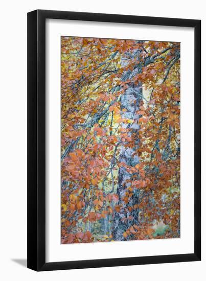 Copper Mist-Doug Chinnery-Framed Photographic Print